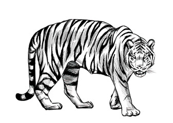 ベクターイラスト素材：トラ、虎、線画素材

