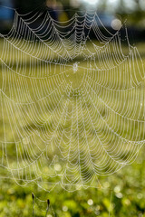 In spider nets, dew drops. A spider net on a green background.