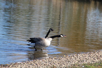 Angry Geese, William Hawrelak Park, Edmonton, Alberta