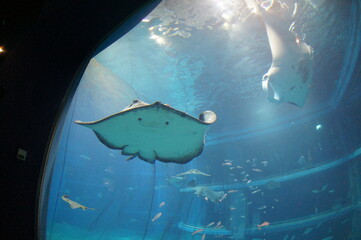 水族館 © taka238