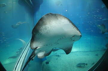 水族館 © taka238