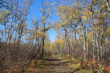 Walking With October, William Hawrelak Park, Edmonton, Alberta