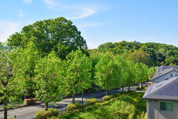 新緑の並木道と住宅地。Fresh green tree-lined roads and residential areas.