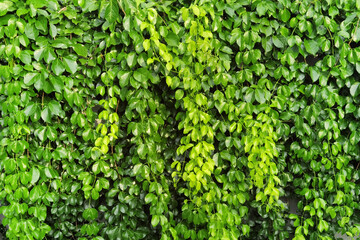 Details of the nature for background 