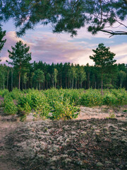 Młode drzewa rosnące w lesie © af-mar