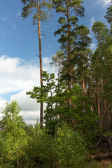 Fototapeta premium Landscape inside the coniferous forest on a sunny summer day. Under the blue sky some white clouds, good time to relax, walk and pick mushrooms.
