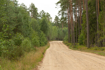 Obraz premium Sandy road in the forest, morning, lots of yellow light, golden grass, green leaves, sky not visible, predominance of conifers