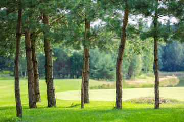 Obraz premium Tall pine trees on the golf course in a sun. High quality photo