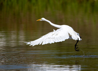 A great white egret taking off from a shallow pond in Rancho Jurupa, Riverside county with wings wide spread