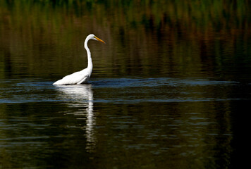 Great egret fishing in the pond with an erect pose showing off its long neck and a lovely reflection