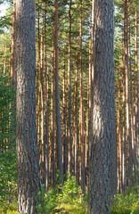 Landscape inside the coniferous forest on a sunny summer day, blue sky. Under the blue sky some white clouds, good time to relax, walk and pick mushrooms