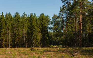Landscape inside the coniferous forest on a sunny summer day. Under the blue sky some white clouds, good time to relax, walk and pick mushrooms.