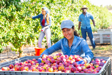 Young adult woman farm worker checking freshly picked plums in big crate at fruit garden, satisfied with good harvest