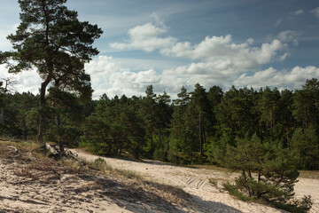 Fototapeta na wymiar The forest landscape on a sunny summer day, the blue sky with clouds, fragments of sand dunes