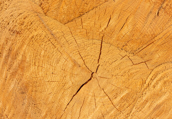 Naklejka premium Wood texture, close-up of a cut pine trunk, cross-section of a tree trunk,selective focus 