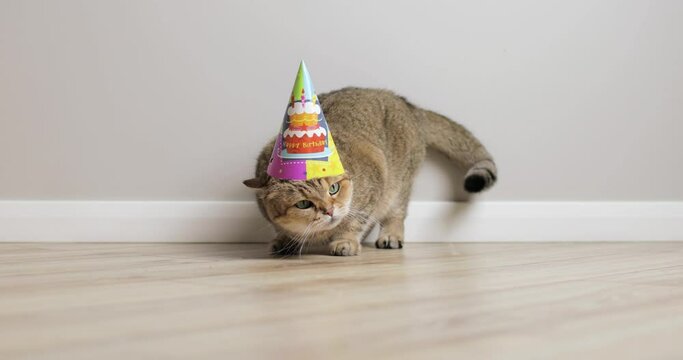 Funny british golden cat, looks displeased, wags its tail, tries to take off the cap with the inscription Happy Birthday. Pets.