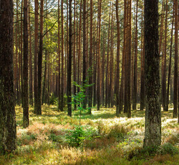 A young tree with green leaves growing among the pines