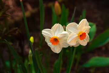 Close-up of two white daffodils isolated with natural background,white, yellow and orange colors