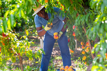 African american man harvesting ripe peaches on the farmer field