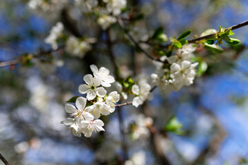 Blooming cherry on a background of blue sky. Cherry blossoms. Spring background. 