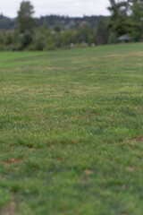 grass field close up park nature trail summer spring fall 