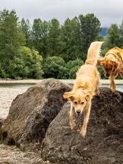 Two Golden Retriever's playing on rocks at Rattlesnake Lake in North Bend, WA. 