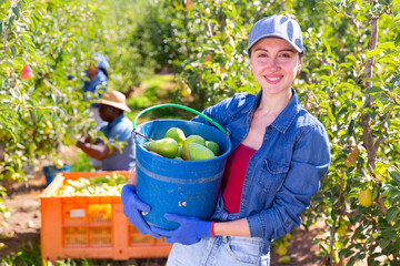 Happy female farmer with bucket of ripe pears in the orchard