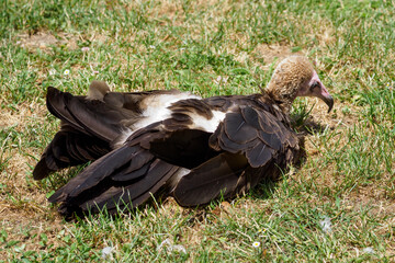 The capuchin vulture is chilling on the lawn.