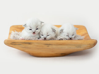 Ragdoll kittens isolated on white background