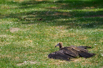 The capuchin vulture is chilling on the lawn.