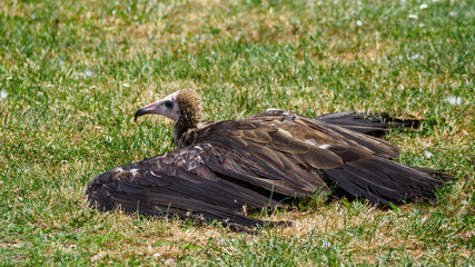 The capuchin vulture is chilling on the lawn.