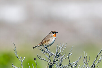 ノゴマ雄(Siberian rubythroat)