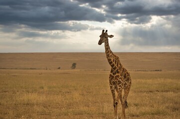 One giraffe walking in the savannah of Serengeti national park in Tanzania, Africa