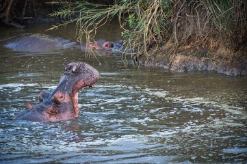 Obraz premium Family of hippopotamus in the muddy river at safari, Kenya