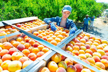Focused young female farmer working in orchard on summer day during peaches harvest, arranging freshly picked ripe fruits in boxes