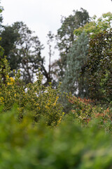 bush in park field yellow green summer spring 