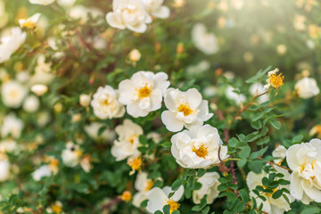 Flowering rosehip bush on a sunny summer day, close-up. Delicately white flowers on a branch of rose hips.