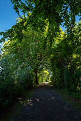 trail in the park surrounded by tall trees covered in thick green foliage on a sunny day