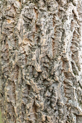 Cork oak tree bark texture. Old Tree bark texture. Natural background.