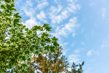 Green and white foliage of Norway Maple 'Drummondii' - Acer platanoides Variegata on blue sky background