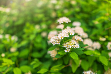 Spiraea chamaedryfolia or germander meadowsweet or elm-leaved spirea white flowers with green background.