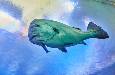 Exotic fish in an aquarium on the Red Sea, swimming between corals