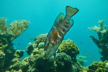 Exotic fish in an aquarium on the Red Sea, swimming between corals