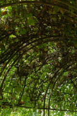 grapes hanging and growing multicolored vineyard close up warm summer spring fall park nature field 