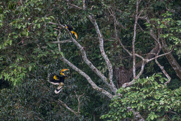 The Great Hornbill flying in the forest.