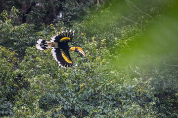 The Great Hornbill flying in the forest.