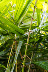 Fototapeta premium Eleiodoxa conferta or Swamp Palm background 