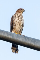  juvenile Coopers hawk