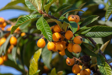 Ripe yellow medlar on the branches