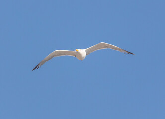 Fototapeta na wymiar Seagull bird in flight against the sky.
